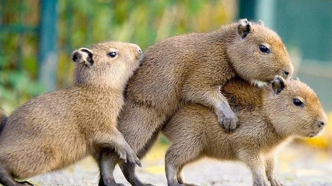 金丝熊和虎纹熊交配_米熊和金丝熊那个温顺_金丝熊身上有大量病毒