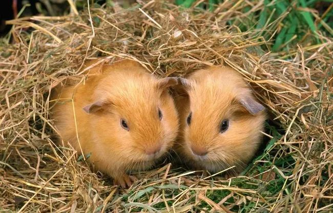 金丝熊身上有大量病毒_金丝熊和虎纹熊交配_米熊和金丝熊那个温顺