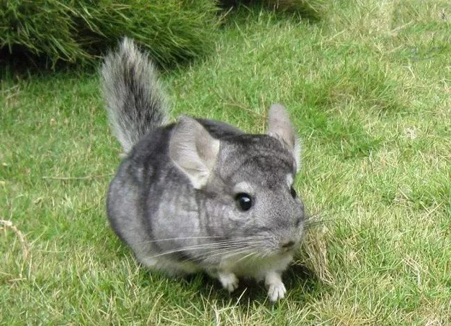 金丝熊身上有大量病毒_米熊和金丝熊那个温顺_金丝熊和虎纹熊交配