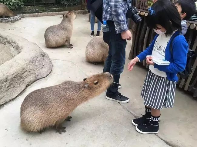 米熊和金丝熊那个温顺_金丝熊和虎纹熊交配_金丝熊身上有大量病毒