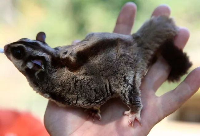 金丝熊身上有大量病毒_米熊和金丝熊那个温顺_金丝熊和虎纹熊交配