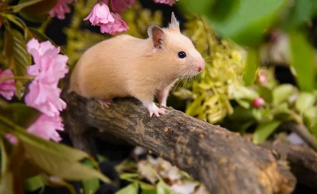 金丝熊和虎纹熊交配_金丝熊身上有大量病毒_米熊和金丝熊那个温顺