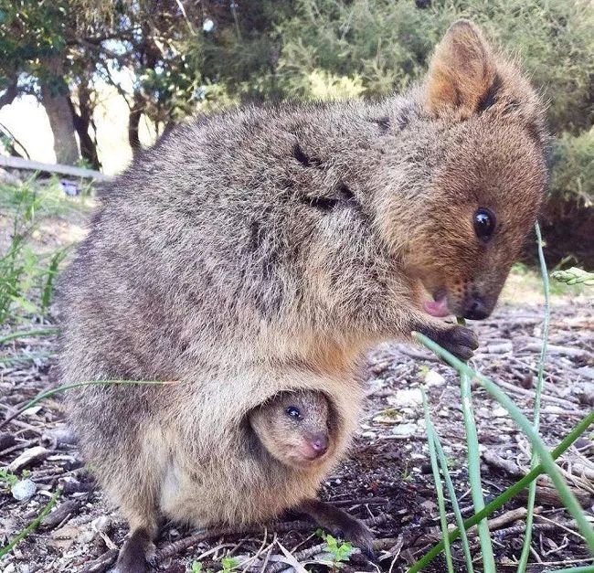 金丝熊身上有大量病毒_金丝熊和虎纹熊交配_米熊和金丝熊那个温顺