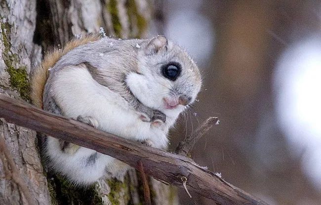 金丝熊和虎纹熊交配_金丝熊身上有大量病毒_米熊和金丝熊那个温顺