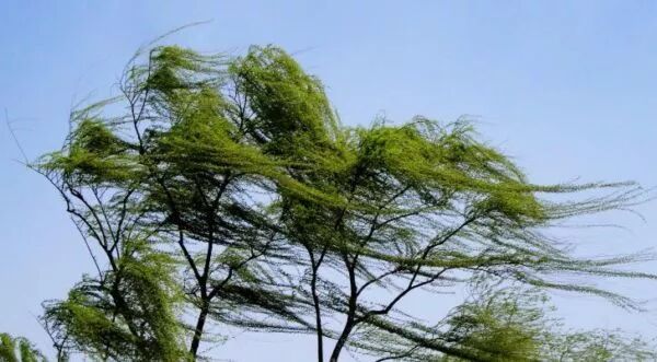 张正杰：春季防风 避风如避箭