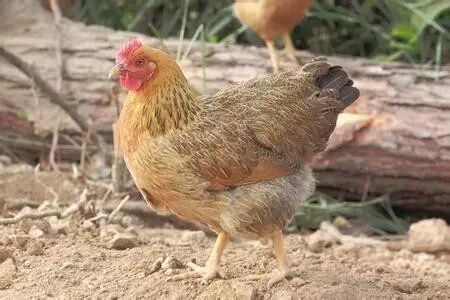 生态鸡每只价格:145元!体重:6-7斤!