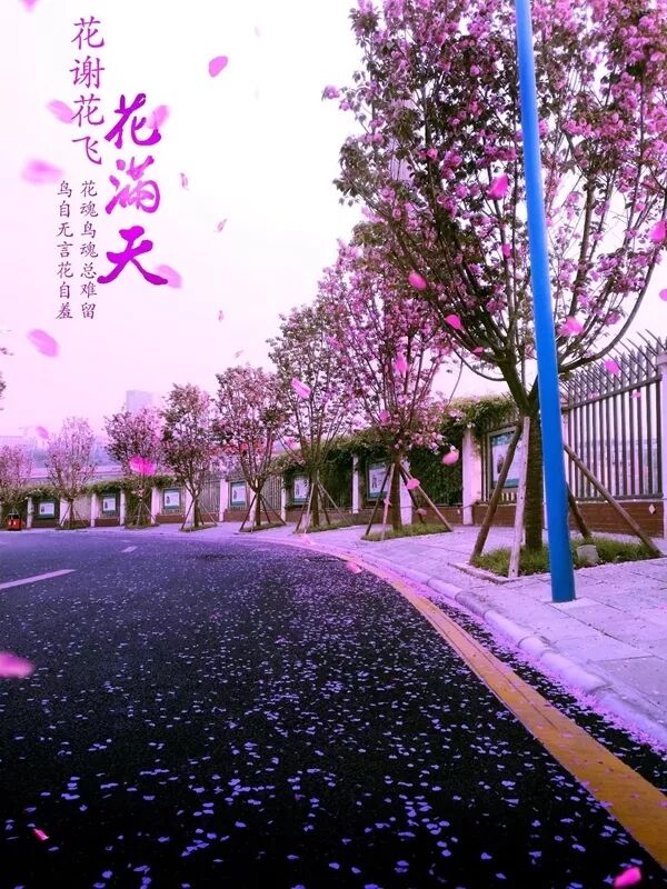 不一样的南实——绵阳南山中学实验学校简介