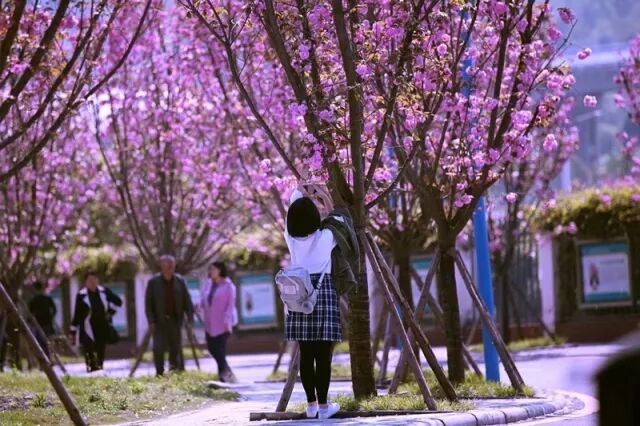 不一样的南实——绵阳南山中学实验学校简介