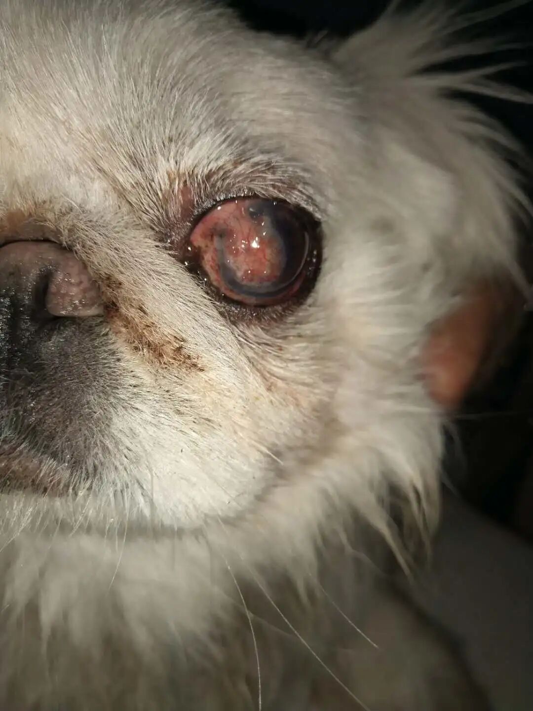 一例京巴犬角膜穿孔病例 病症 维宠宠物导航网