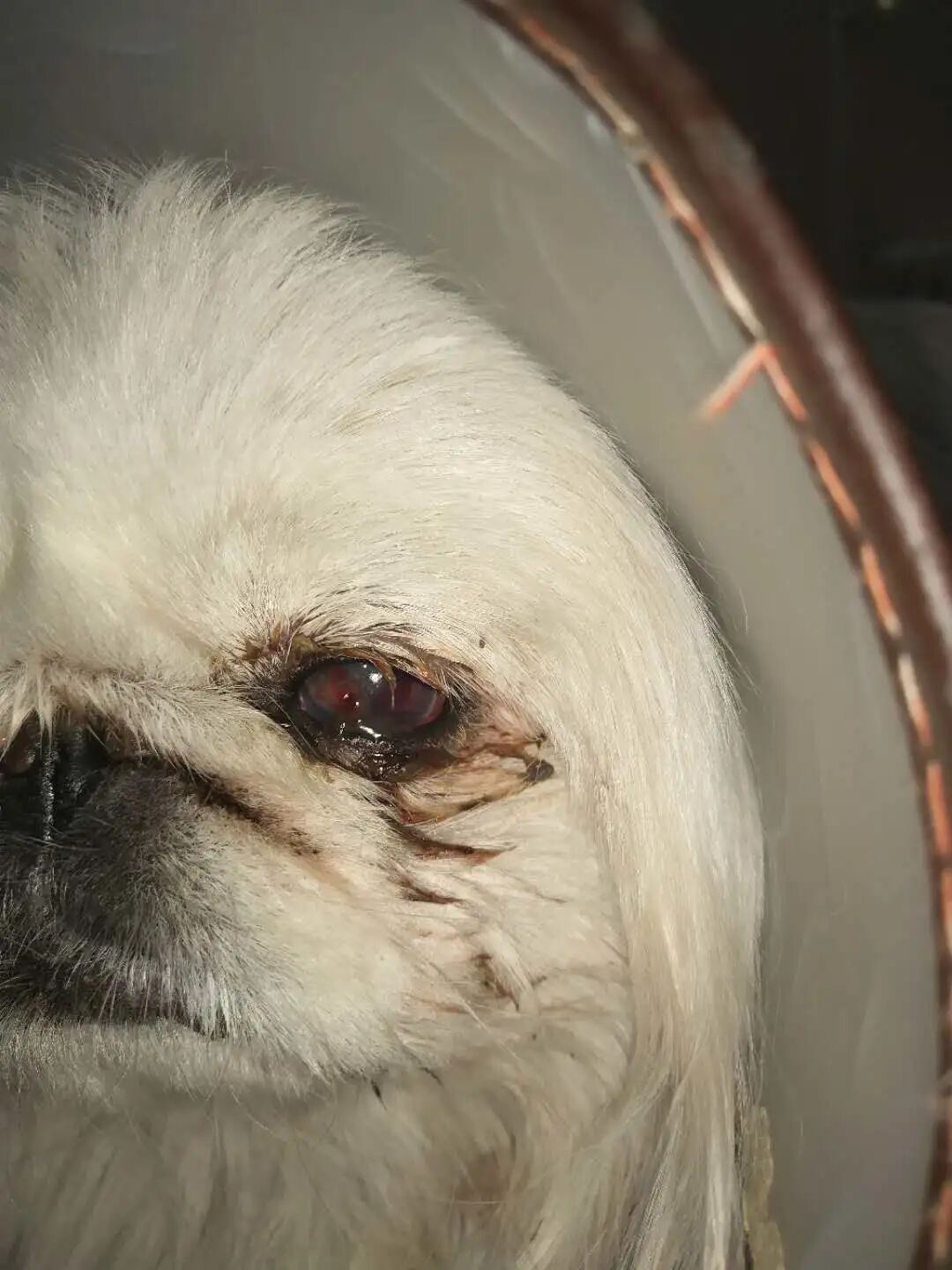 一例京巴犬角膜穿孔病例 病症 维宠宠物导航网