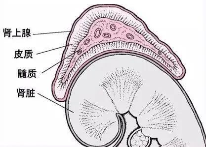 肾上腺分为皮质和髓质两部分,周围部分是皮质,内部是髓质