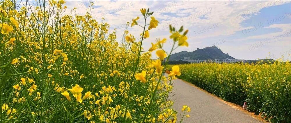 公司请你来干嘛？（句句打脸）