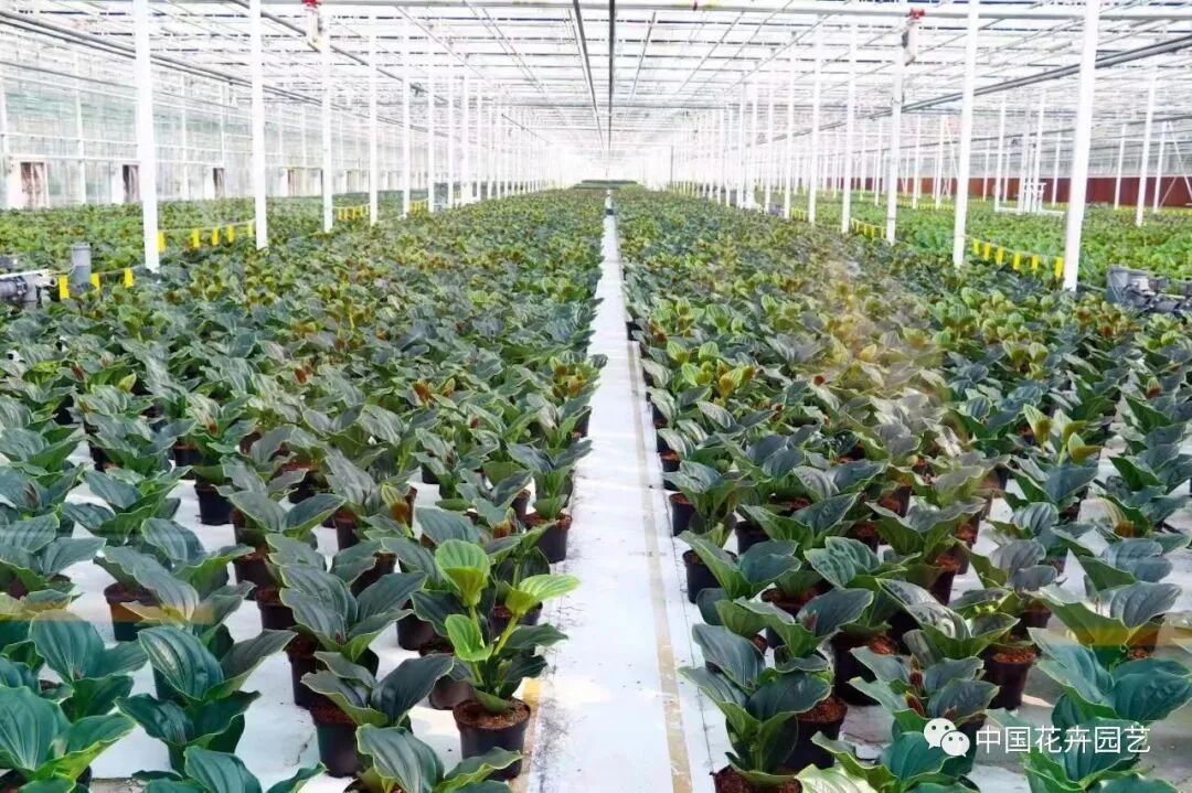 疫情給行業(yè)帶來(lái)的挑戰(zhàn) | “云上花展”專題