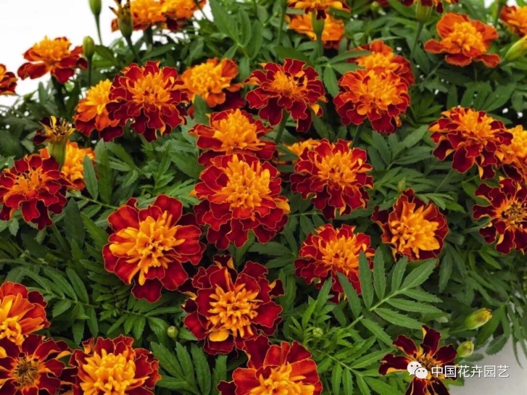 孔雀草 超级英雄 系列播种育苗 技术 中国花卉园艺 微信公众号文章阅读 Wemp