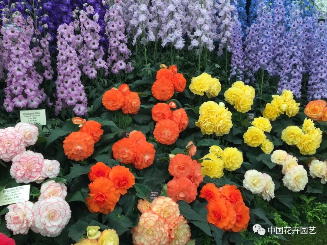 中植协秋海棠专委会成立 “棠迷”们有家了