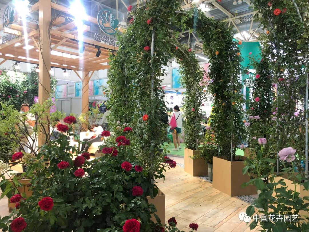 北京国际花展上的精彩看点 | 动态