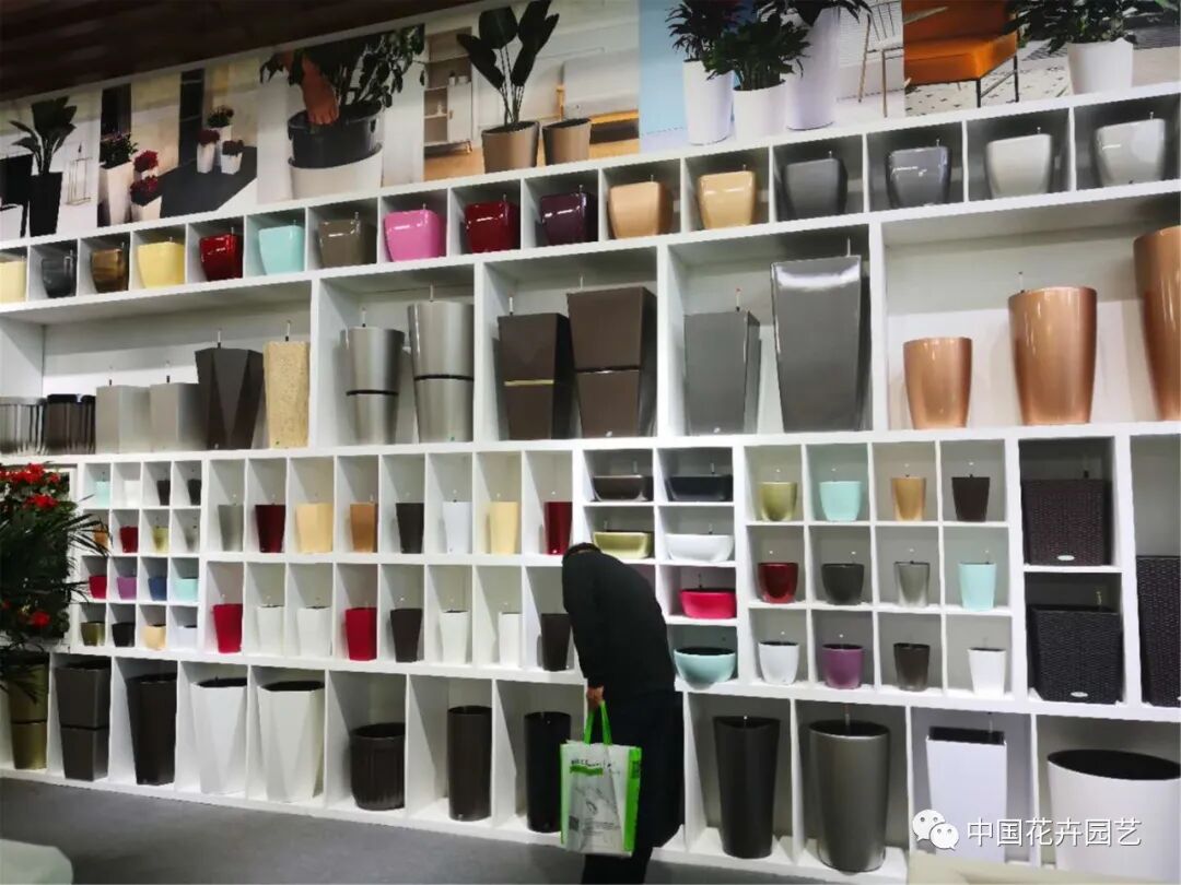 北京国际花展上的精彩看点 | 动态