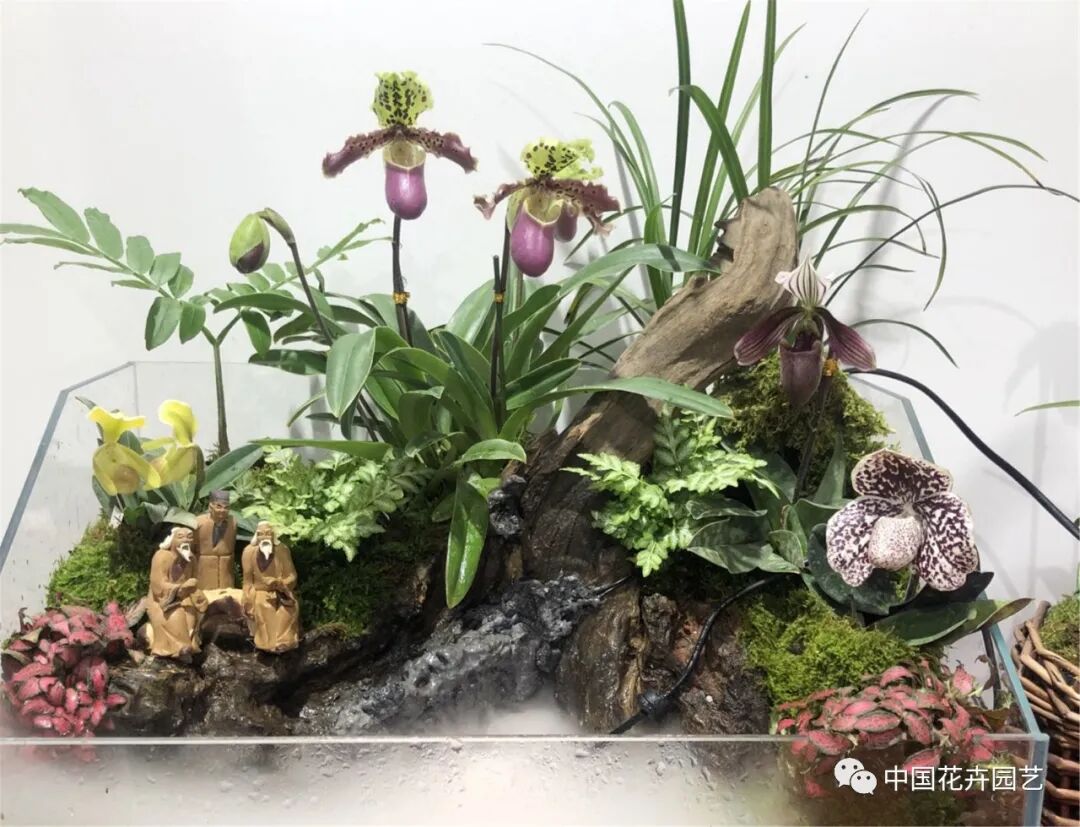 北京国际花展上的精彩看点 | 动态
