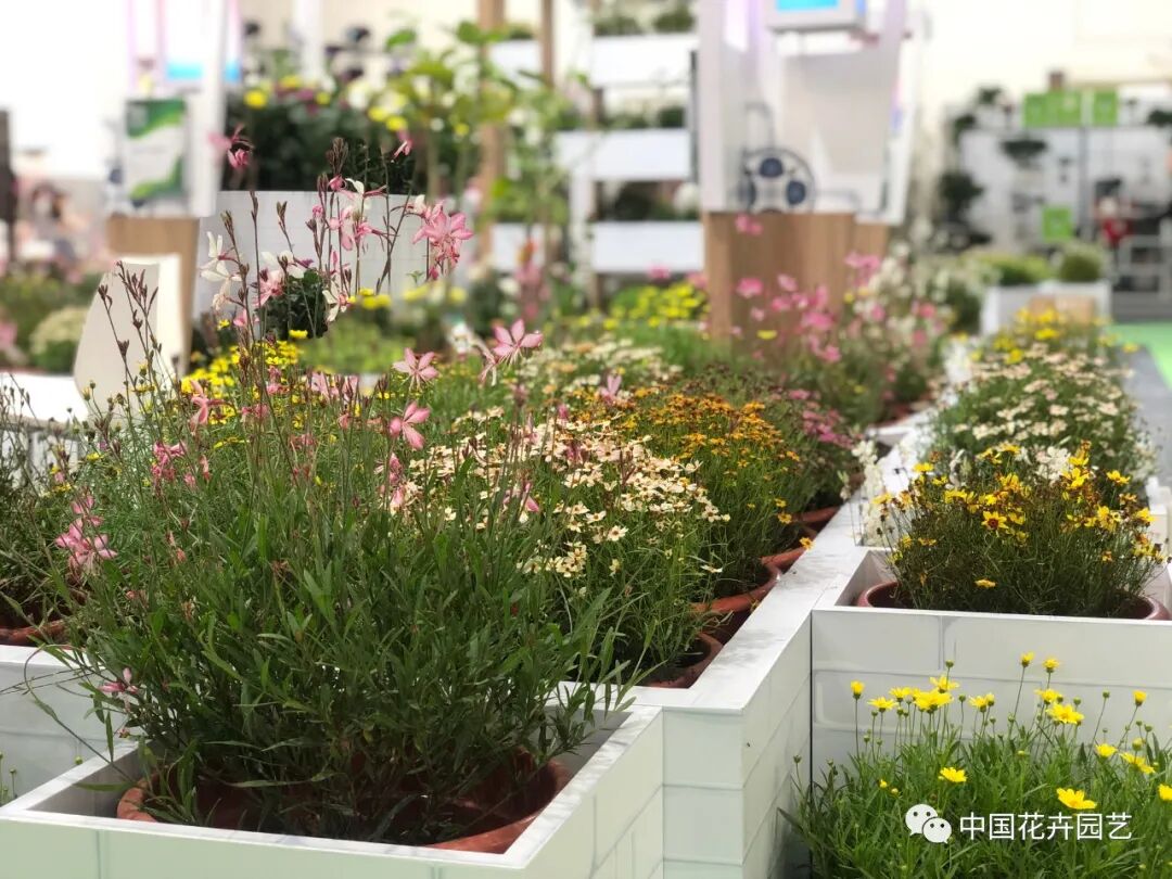 北京国际花展上的精彩看点 | 动态