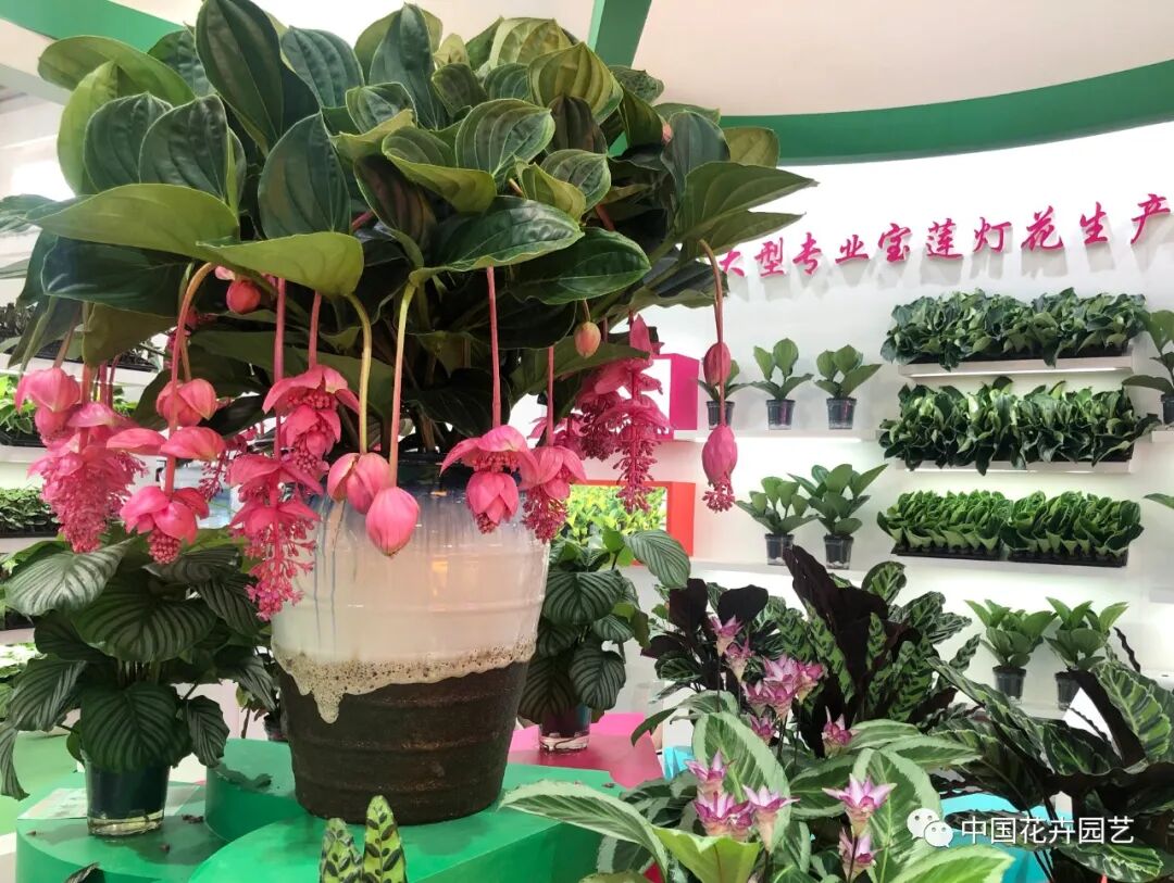 北京国际花展上的精彩看点 | 动态