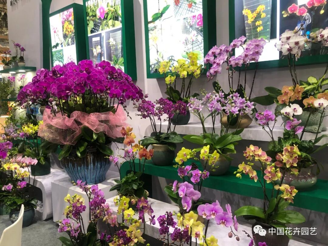 北京国际花展上的精彩看点 | 动态