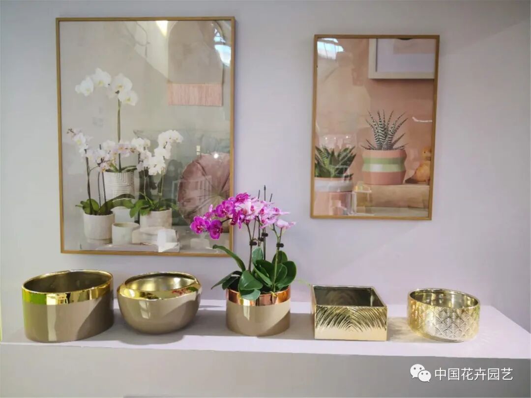 北京国际花展上的精彩看点 | 动态