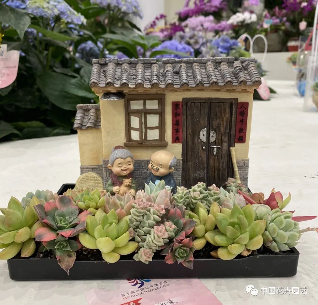 第十届花博会 | 花开盛世 福泽华夏——盆栽花卉专题展