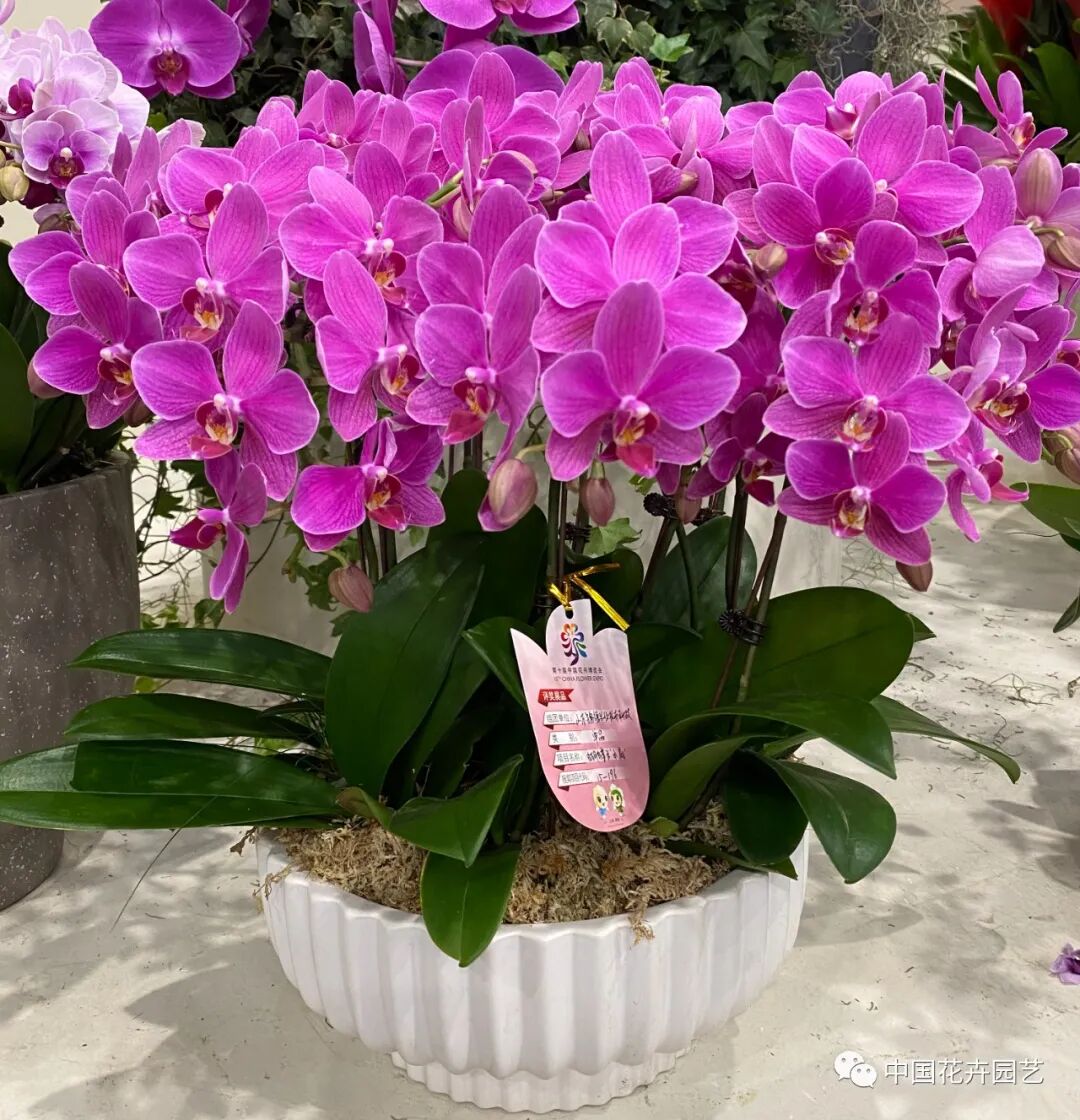 第十届花博会 | 花开盛世 福泽华夏——盆栽花卉专题展