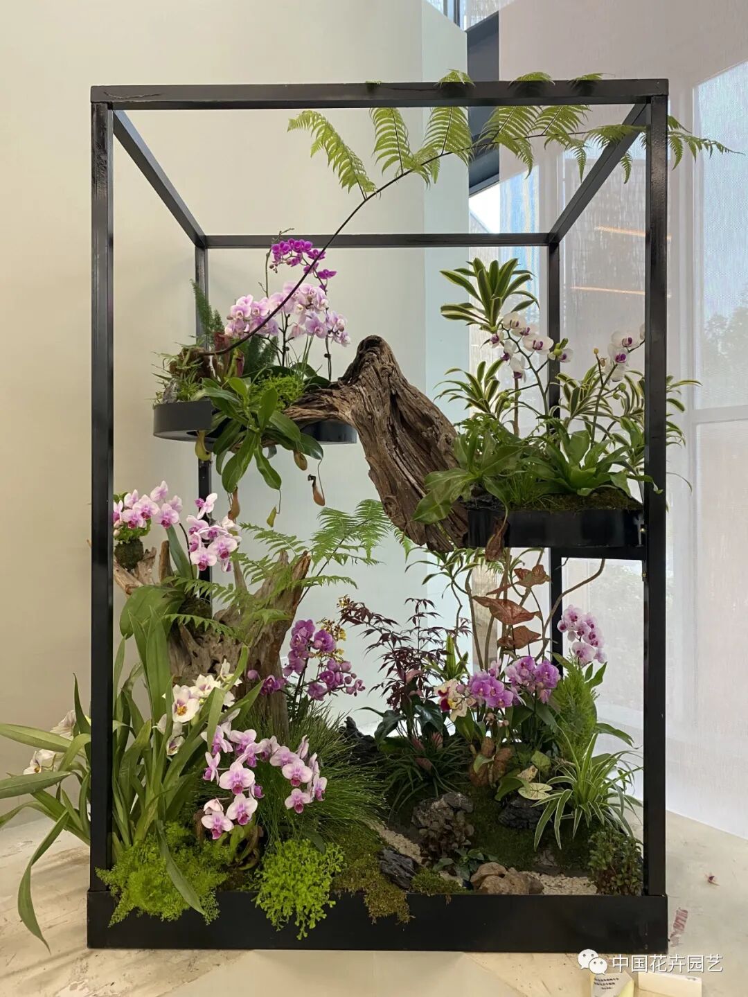 第十届花博会 | 花开盛世 福泽华夏——盆栽花卉专题展