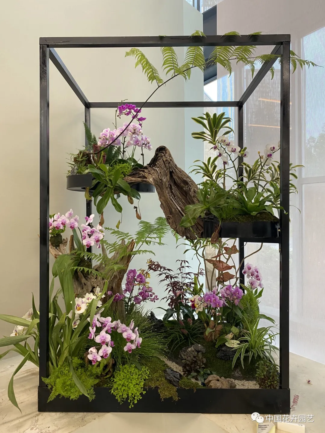 第十屆花博會 | 花開盛世 福澤華夏——盆栽花卉專題展 第十屆花博會 | 花開盛世 福澤華夏——盆栽花卉專題展