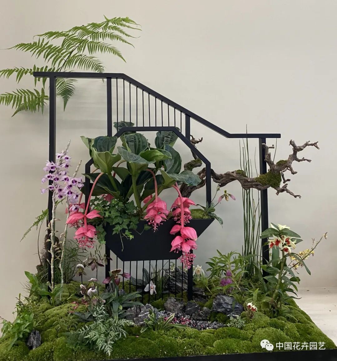 第十届花博会 | 花开盛世 福泽华夏——盆栽花卉专题展