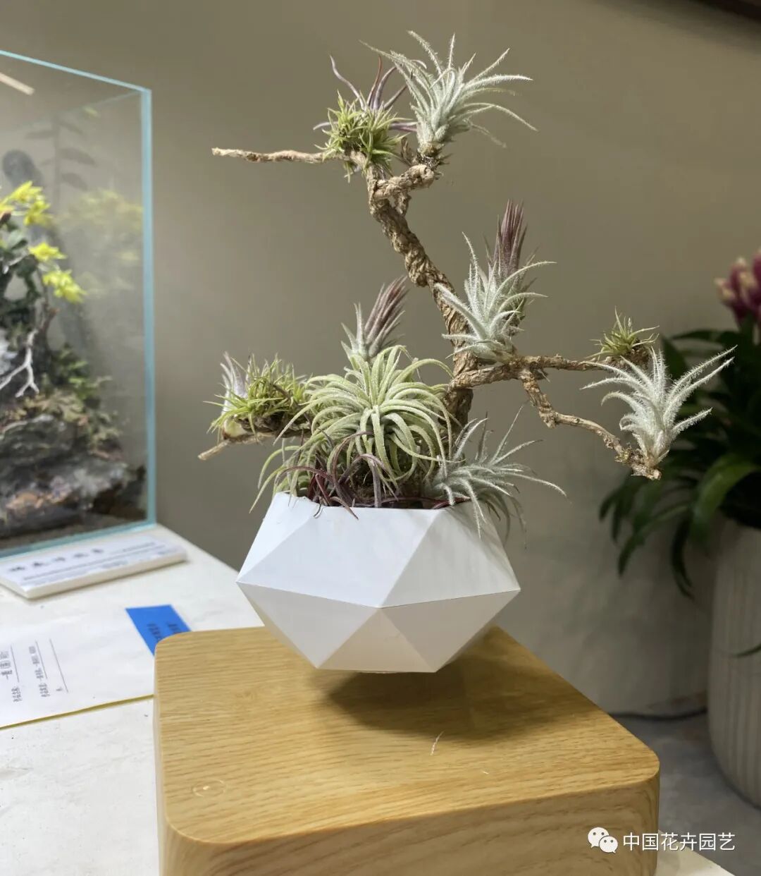 第十届花博会 | 花开盛世 福泽华夏——盆栽花卉专题展