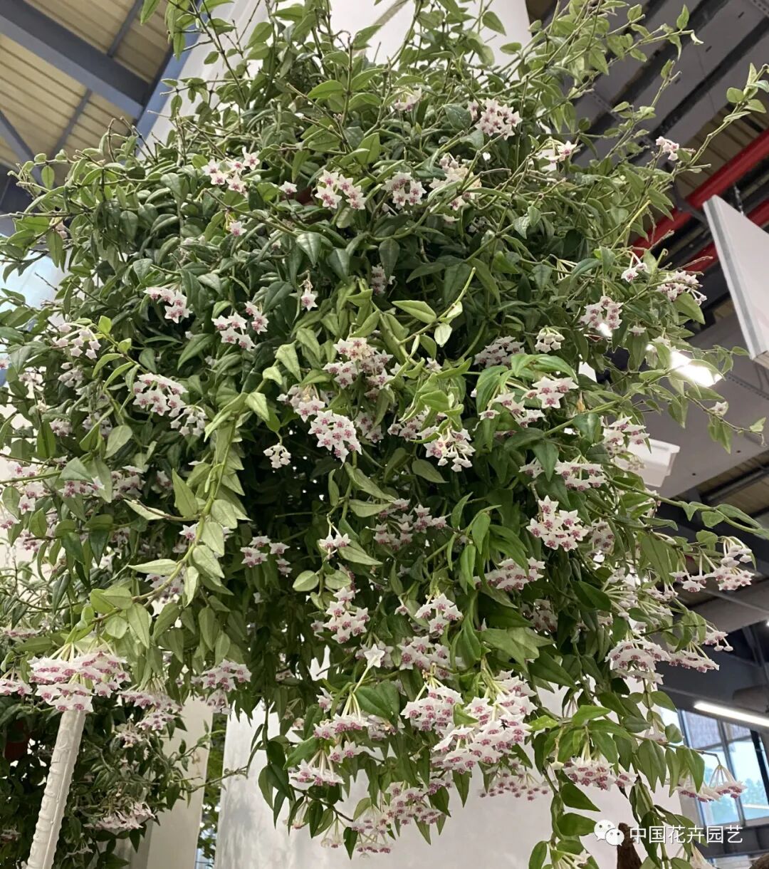 第十届花博会 | 花开盛世 福泽华夏——盆栽花卉专题展