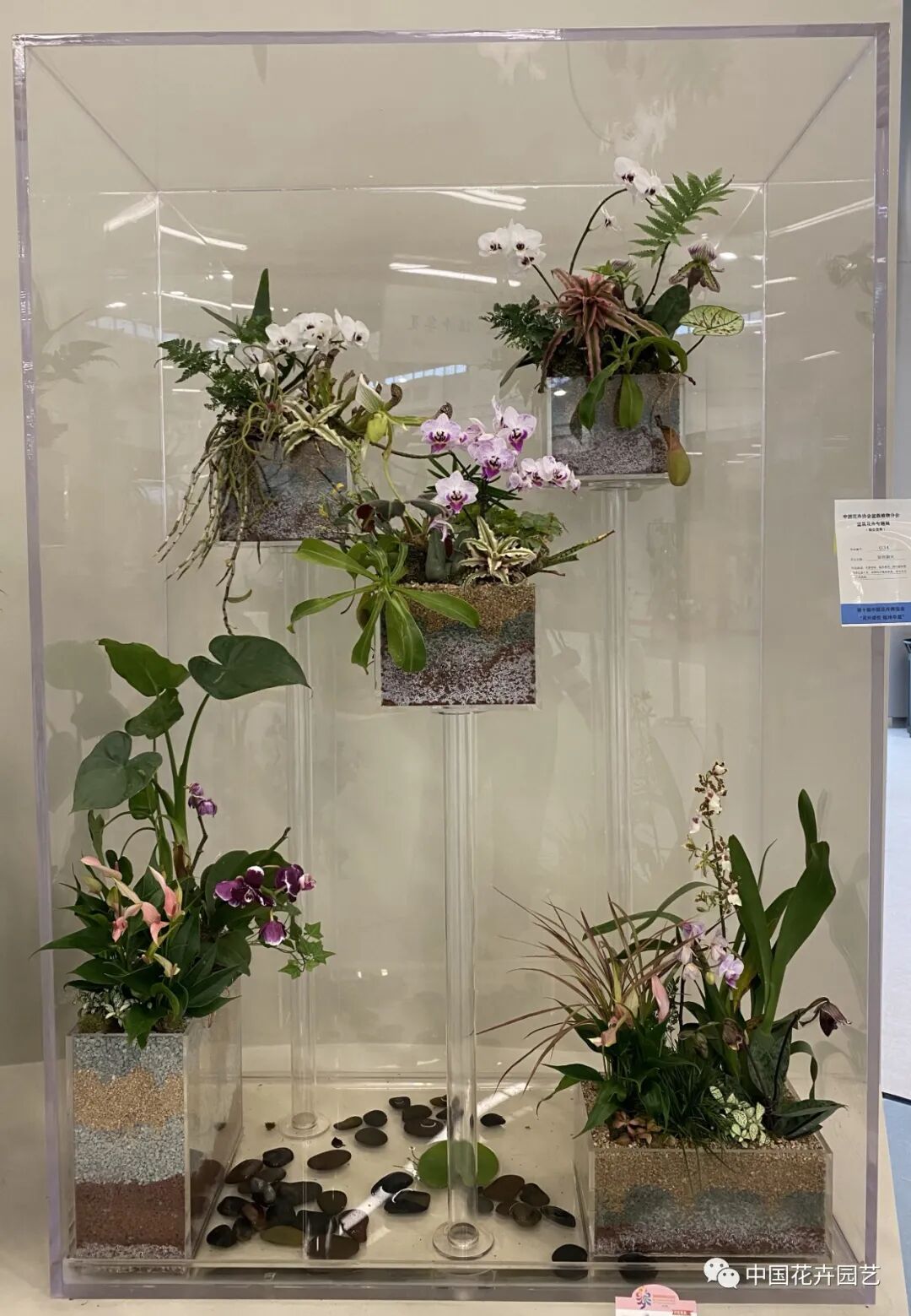 第十届花博会 | 花开盛世 福泽华夏——盆栽花卉专题展