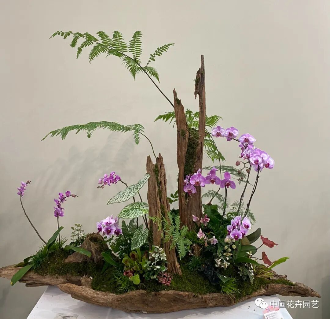 第十届花博会 | 花开盛世 福泽华夏——盆栽花卉专题展