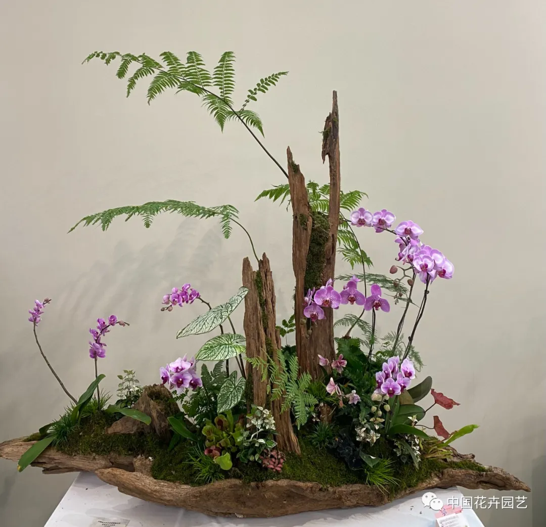 第十屆花博會 | 花開盛世 福澤華夏——盆栽花卉專題展 第十屆花博會 | 花開盛世 福澤華夏——盆栽花卉專題展