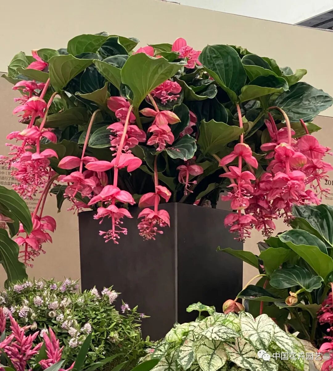 第十届花博会 | 花开盛世 福泽华夏——盆栽花卉专题展