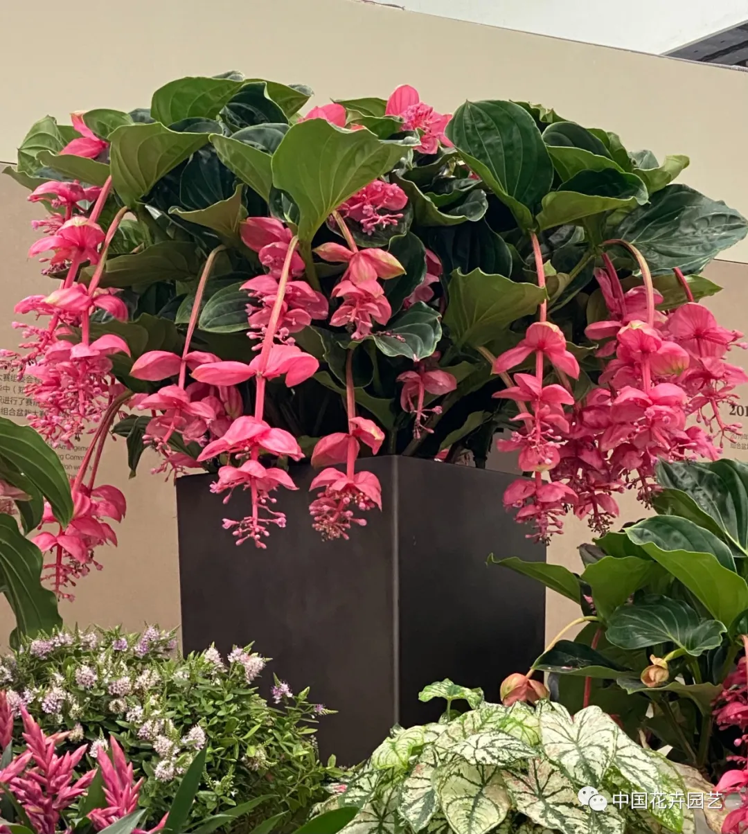 第十屆花博會 | 花開盛世 福澤華夏——盆栽花卉專題展 第十屆花博會 | 花開盛世 福澤華夏——盆栽花卉專題展