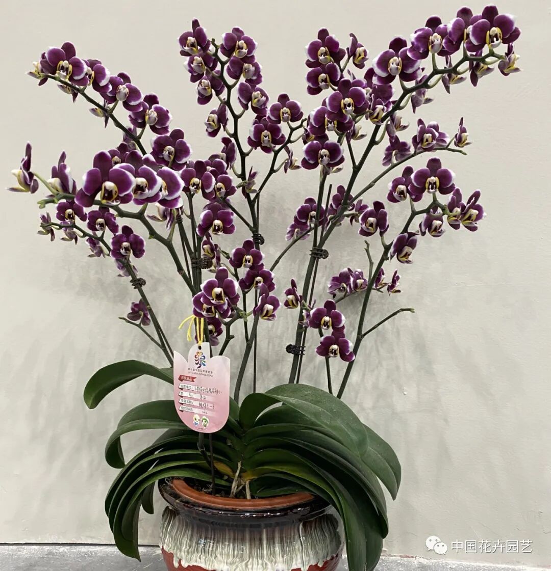 第十届花博会 | 花开盛世 福泽华夏——盆栽花卉专题展