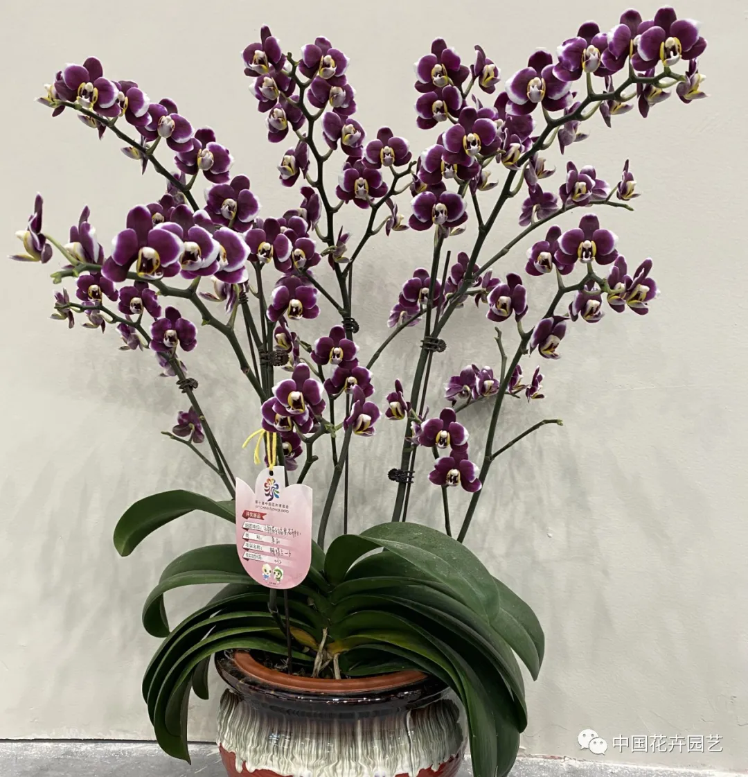 第十屆花博會 | 花開盛世 福澤華夏——盆栽花卉專題展 第十屆花博會 | 花開盛世 福澤華夏——盆栽花卉專題展