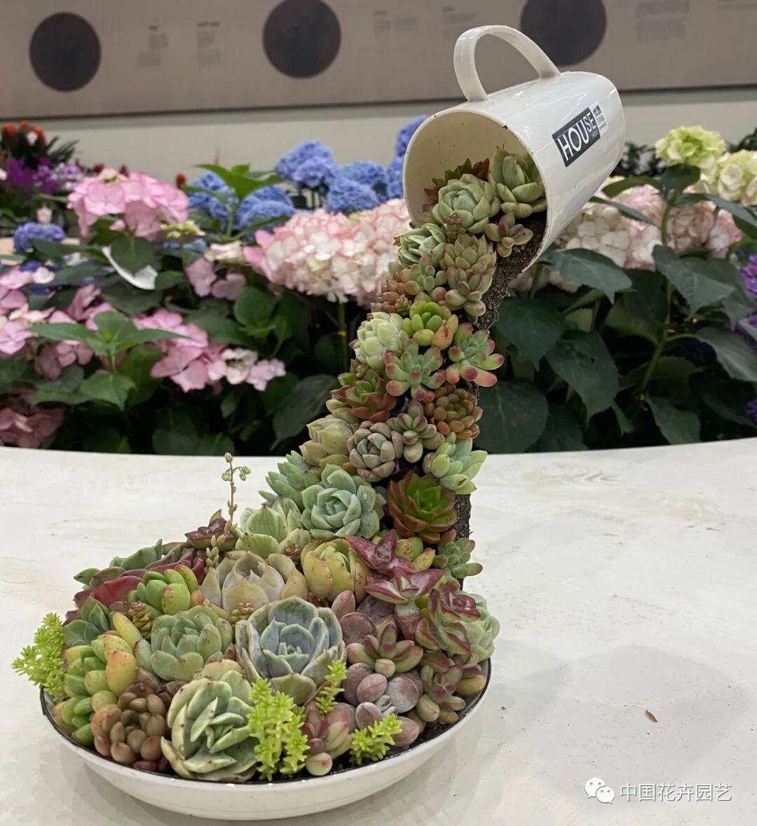 第十届花博会 | 花开盛世 福泽华夏——盆栽花卉专题展