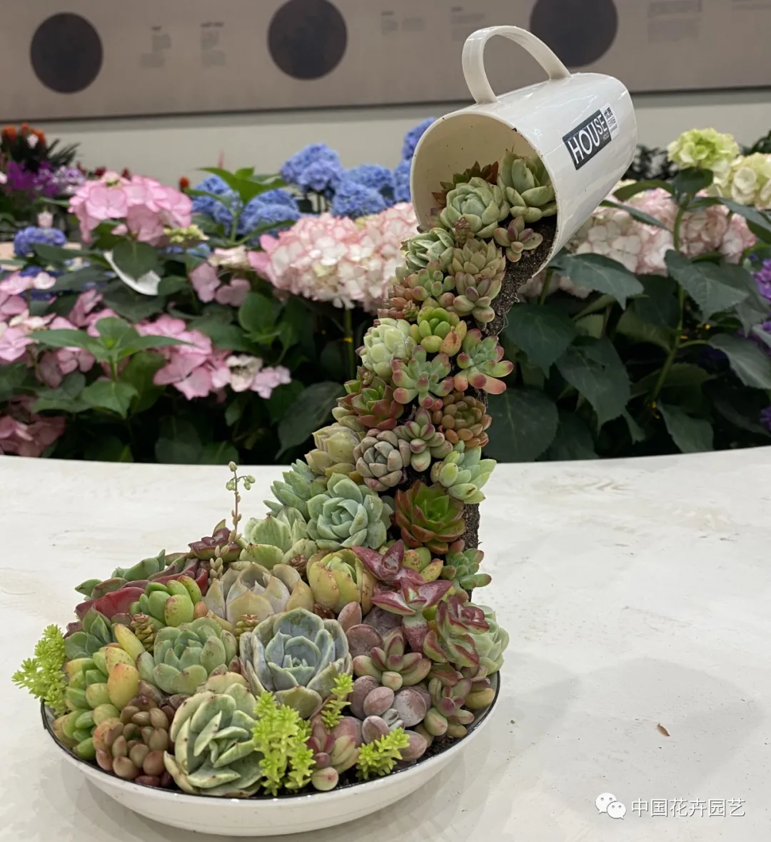 第十屆花博會 | 花開盛世 福澤華夏——盆栽花卉專題展 第十屆花博會 | 花開盛世 福澤華夏——盆栽花卉專題展