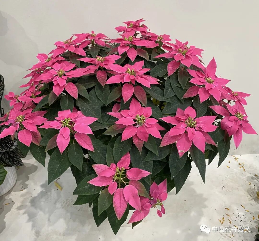 第十届花博会 | 花开盛世 福泽华夏——盆栽花卉专题展