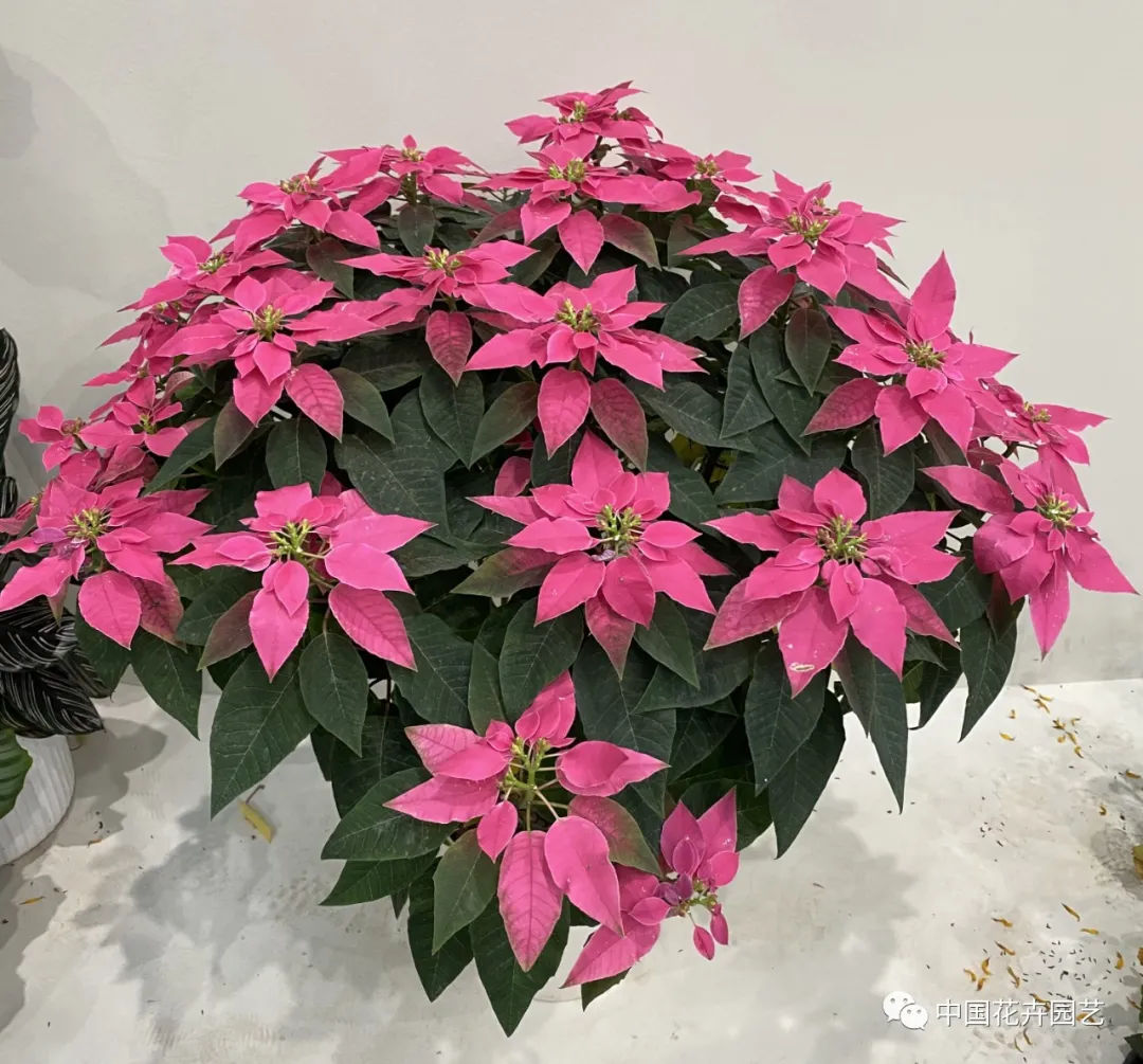 第十屆花博會 | 花開盛世 福澤華夏——盆栽花卉專題展 第十屆花博會 | 花開盛世 福澤華夏——盆栽花卉專題展