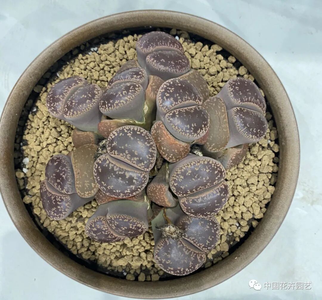 第十届花博会 | 花开盛世 福泽华夏——盆栽花卉专题展