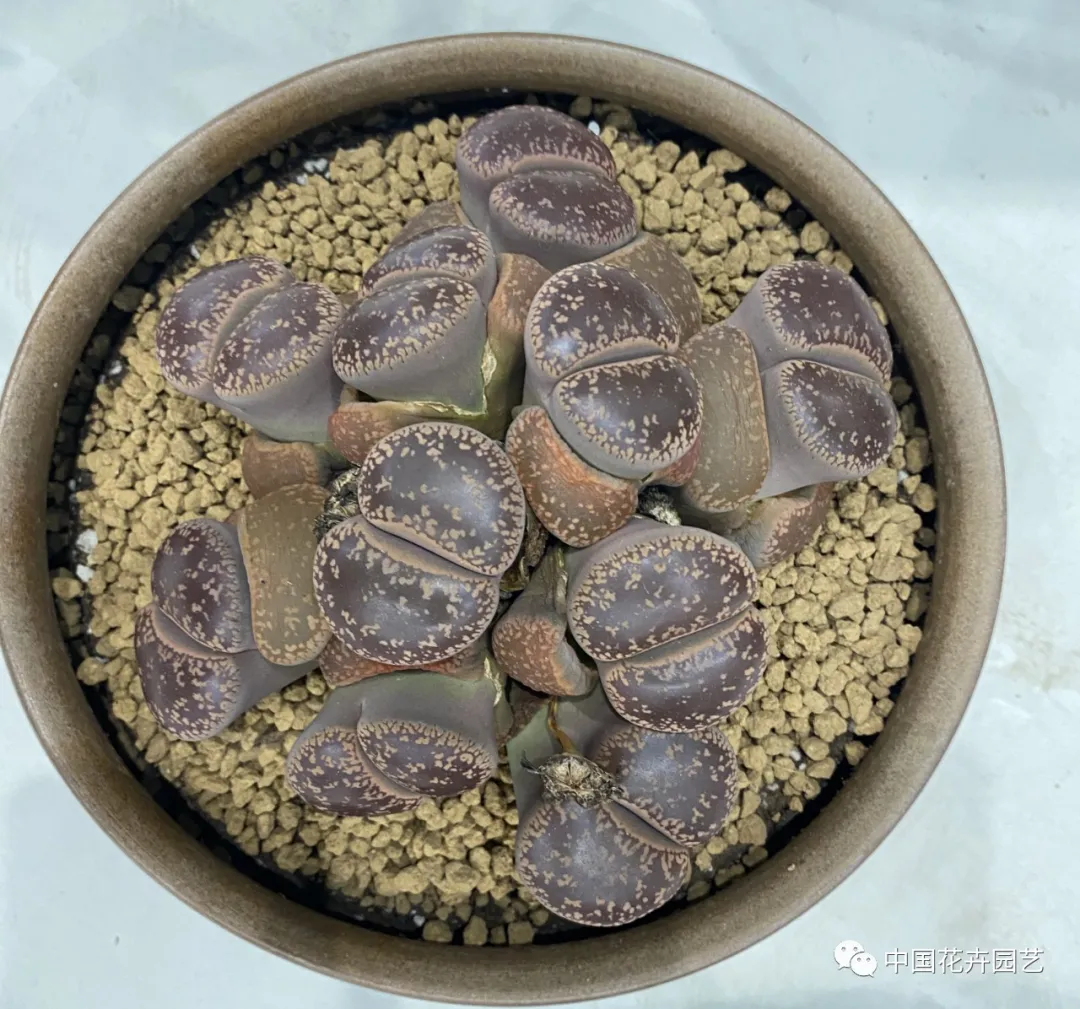 第十屆花博會 | 花開盛世 福澤華夏——盆栽花卉專題展 第十屆花博會 | 花開盛世 福澤華夏——盆栽花卉專題展