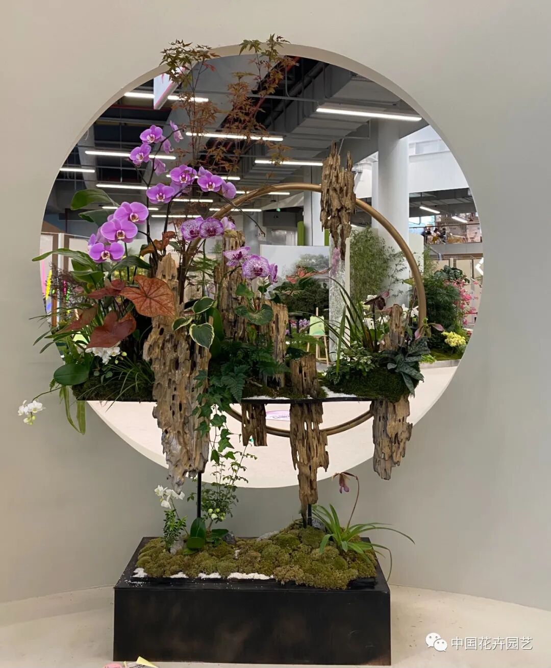 第十届花博会 | 花开盛世 福泽华夏——盆栽花卉专题展