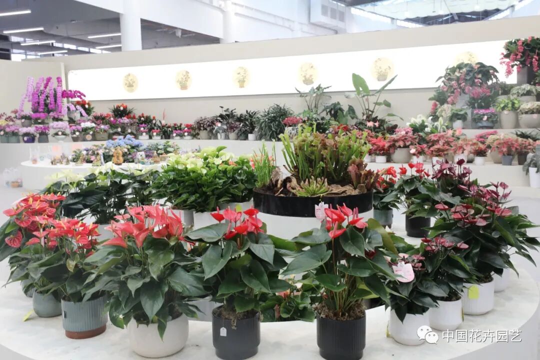 第十届花博会 | 花开盛世 福泽华夏——盆栽花卉专题展
