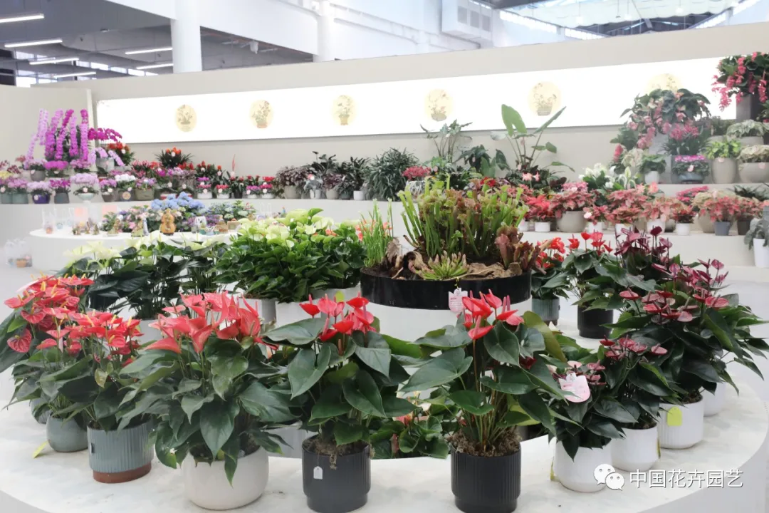 第十屆花博會 | 花開盛世 福澤華夏——盆栽花卉專題展 第十屆花博會 | 花開盛世 福澤華夏——盆栽花卉專題展
