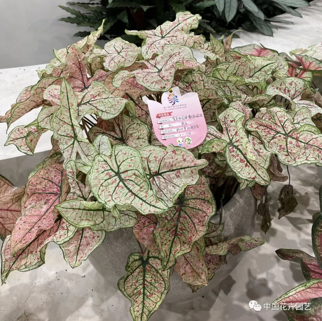 第十届花博会 | 花开盛世 福泽华夏——盆栽花卉专题展